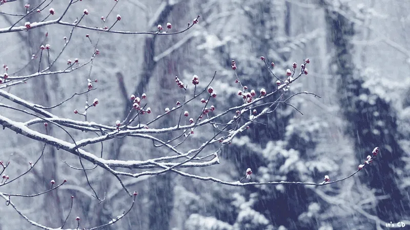 下雪天要打伞吗？南北方竟有湿雪和干雪之分你知道吗？