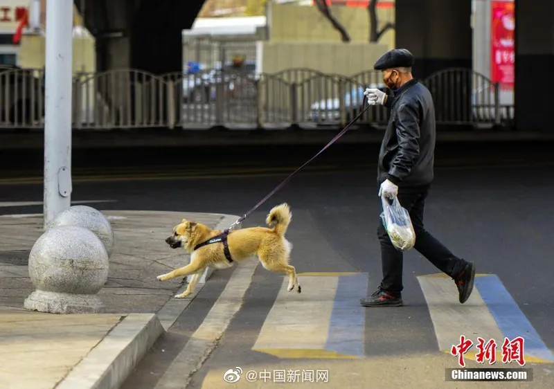 重庆拟规定不得遗弃饲养犬只  重庆