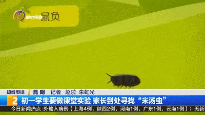 昆明9万学生全城找鼠妇做实验什么情况？网友大呼鼠妇也太难了