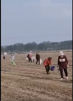 承包商收割花生村民尾随捡拾怎么回