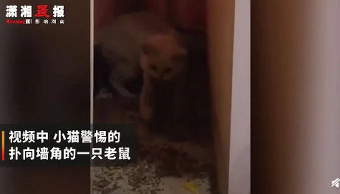 宠物猫在家捕4只老鼠整齐摆一起画