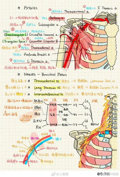 复旦学霸的神仙笔记曝光 笔记精致