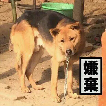 抖音双标梗介绍 抖音流行双标梗有