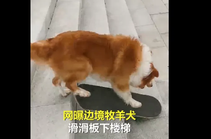 智商最高!牧羊犬滑滑板下30级楼梯,网友:不敢养边牧,怕它嫌我笨