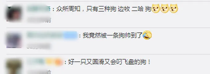 智商最高!牧羊犬滑滑板下30级楼梯,网友:不敢养边牧,怕它嫌我笨