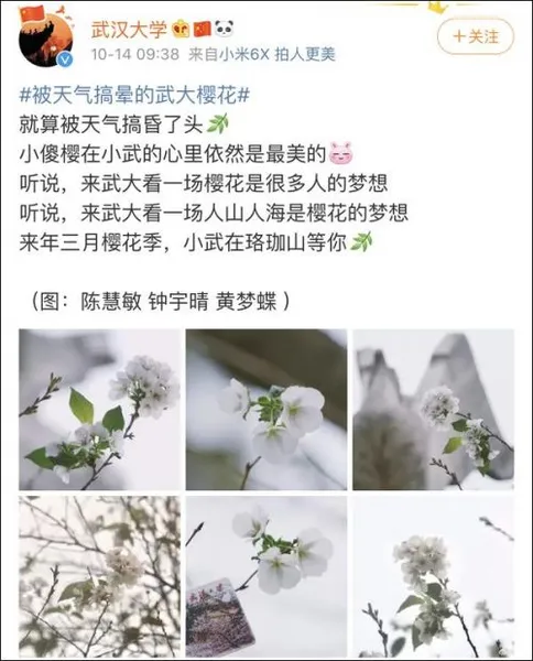 被天气搞晕的武大樱花是什么梗？武大