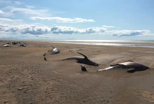 冰岛海滩现50具鲸鱼尸体是怎么回事