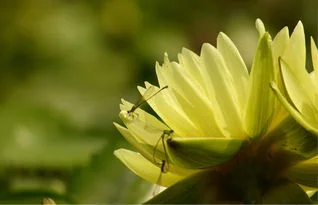 简要概括金蝶兰吸引昆虫传播花粉 |