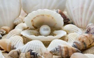 金蝶贝是孕育南洋金珠的珍珠母贝